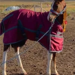 Winter horse blanket in burgundy color on a standing horse in a field