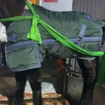 Winter horse blanket in dark green color secured on a horse with bright green straps