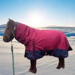 Winter horse blanket on a brown horse standing in a snowy landscape